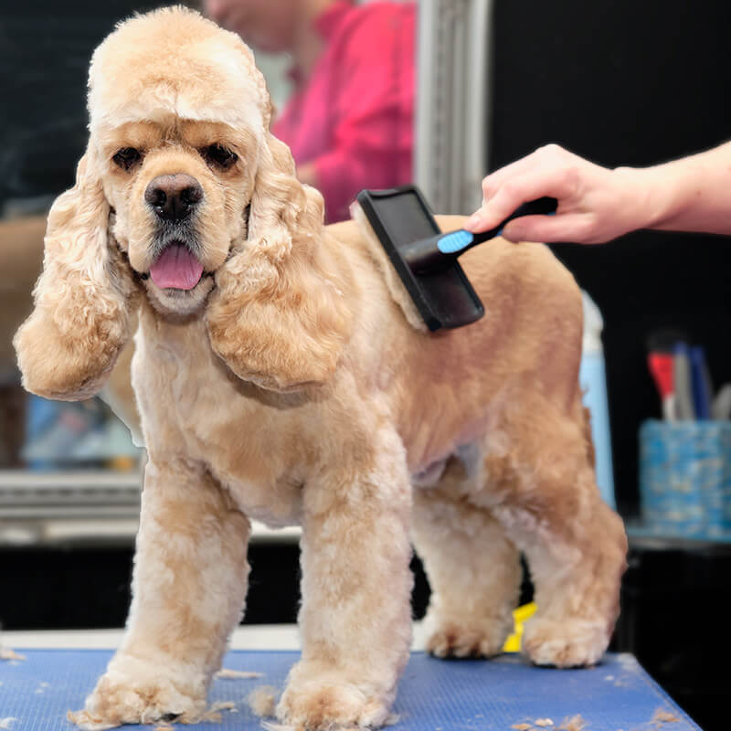 veronicas-impeccable-pups-dog-grooming-greenville-tx-020 Professional groomer brushing a light tan dog during a deshedding service