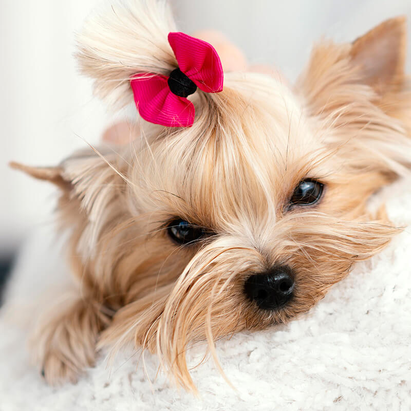 Freshly groomed tan dog with a bow and trimmed facial fur