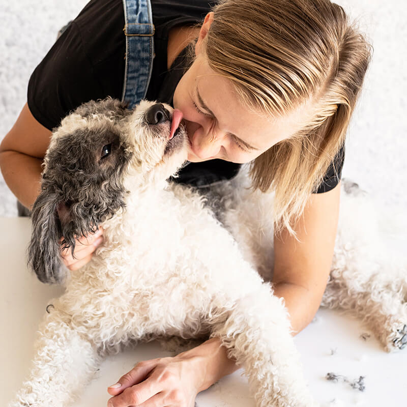 Close-up of a brown dog receiving face trimming during a grooming appointment