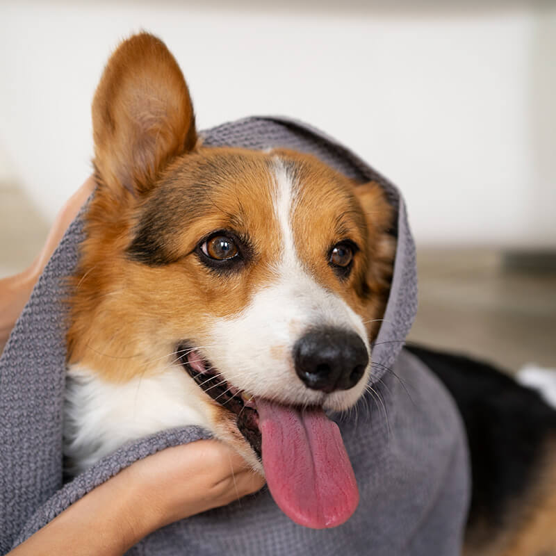 Smiling brown and white dog after a professional grooming appointment