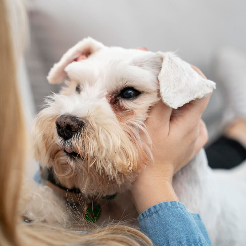 Professional groomer comforting a black and white dog during grooming services