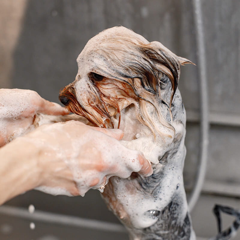 Small white and gray dog during a relaxing grooming bath appointment