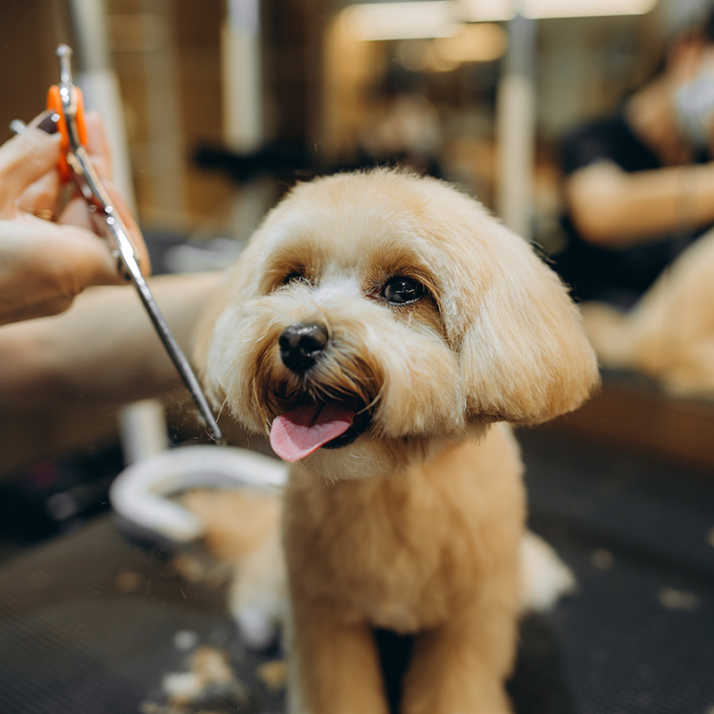 ladyanddog Happy cream-colored dog after a professional dog grooming appointment