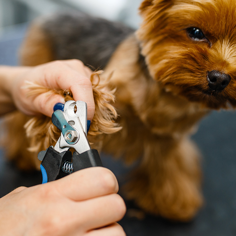 Professional groomer using clippers on a tan dog during a grooming session